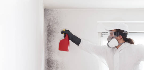 Best Office Mold Removal Services  in Floresville, TX