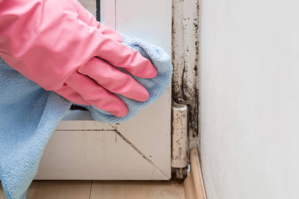 Best Professional Mold Removal  in Floresville, TX