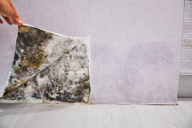 Mold Removal and Inspection in Floresville, TX